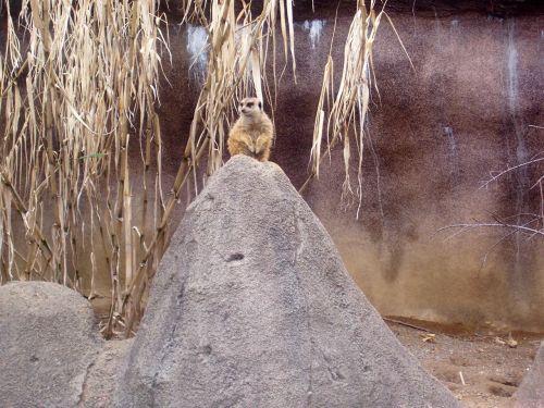 Meerkat,  Zoologijos Sodas,  Meerkat