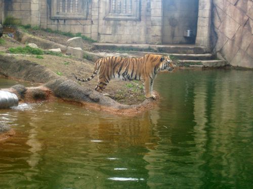 Terminas,  Zoo,  Tigras