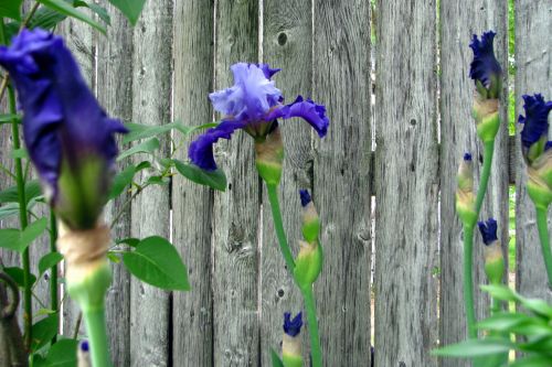Irisas,  Kaimiškas,  Tvora,  Violetinė,  Gėlės,  Pavasaris,  Dviejų Tonų Violetinės Irizės