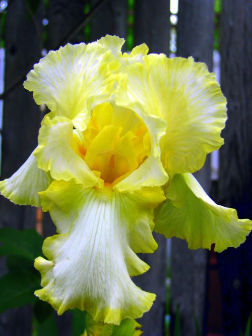 Iris,  Geltona,  Pavasaris,  Gėlės,  Geltona Rainelė