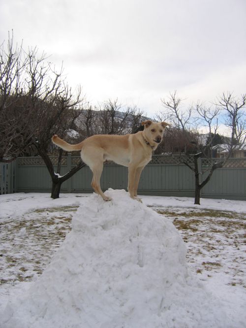 Šuo,  Šuniukas,  Žiema,  Sniegas,  Kalno Karalius
