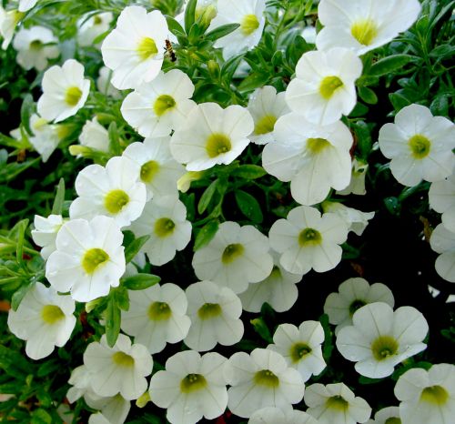 Petunija,  Balta,  Gėlė,  Gėlių,  Flora,  Augalai,  Balti Petunijos