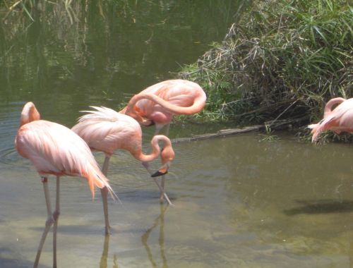 Flamingos,  Flamingas