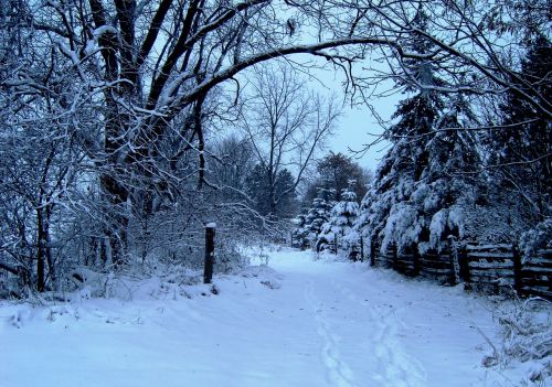 Sniegas,  Kelias,  Snieguotas Diena