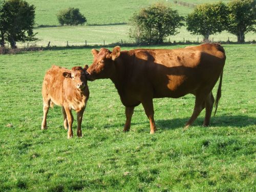 Velso,  Powys,  Crickhowell,  Karvės