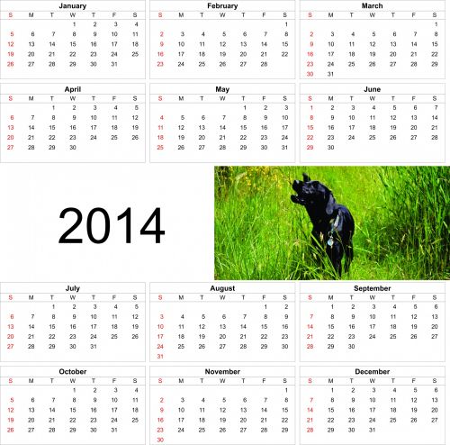 2014,  Šuo,  Kalendorius,  Žolė,  Žievė,  Žalias,  2014 Kalendorius