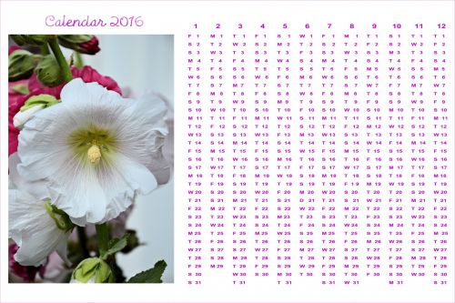 2016 & Nbsp,  Kalendorius,  Mėnuo,  Metai,  Apdaila,  Planuotojai,  Fonas,  Data,  Gėlė,  2016 M
