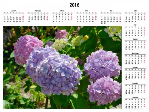 2016 & Nbsp,  Kalendorius,  2016,  Kalendorius,  Hortenzija,  Nuotrauka,  Gėlė,  Gėlių,  Sodas,  Sodininkystė,  2016 Kalendorius