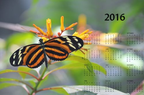2016,  2016 & Nbsp,  Kalendorius,  Metinis & Nbsp,  Kalendorius,  Monarchas & Nbsp,  Drugelis,  Drugelis,  2016 & Nbsp,  Metinis & Nbsp,  Kalendorius,  2016 M. Monarcho Drugelių Kalendorius