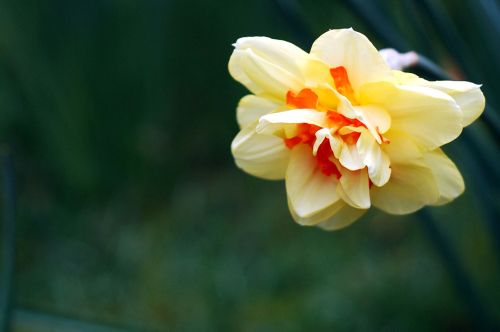 Daffodil,  Gėlė,  Pavasaris,  Sodas,  Gėlių,  Žalias,  Geltona,  Narcizas