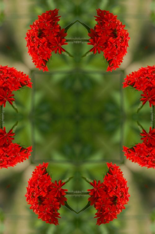 Mandala,  Gėlė,  Gėlių,  Kaleidoskopas,  Žalias,  Raudona,  Svajingas,  Gėlių Mandala
