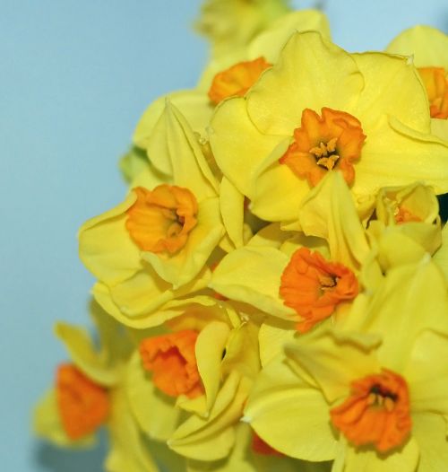 Gėlės,  Geltona,  Daffodil,  Pavasaris,  Augalai,  Mėlynas,  Narcizas,  Narcizų Gėlės
