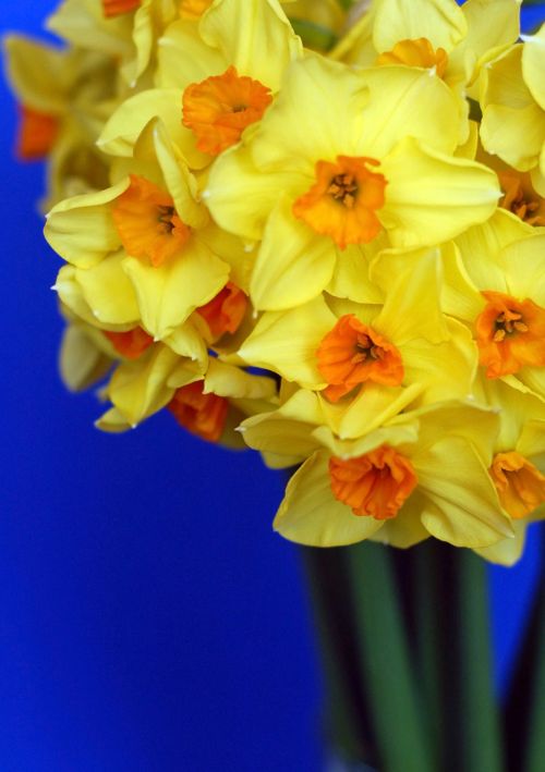 Gėlės,  Geltona,  Daffodil,  Pavasaris,  Augalai,  Mėlynas,  Narcizas,  Fonas,  Puokštė,  Velykos,  Geltonos Narcizai