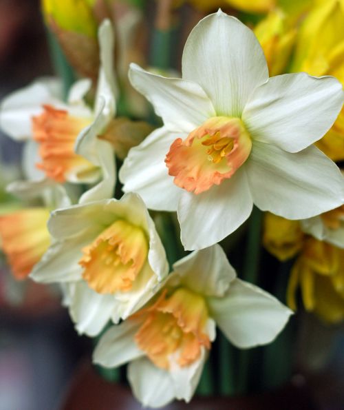 Gėlė,  Daffodil,  Balta,  Oranžinė,  Narcizas,  Puokštė,  Gėlių,  Baltas Narcizas