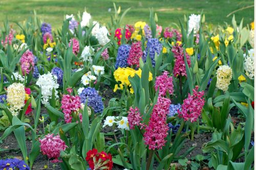 Gėlės,  Pavasaris,  Daugiaspalvis,  Sodas,  Parkas,  Primozė,  Hiacintas,  Pavasario Gėlės