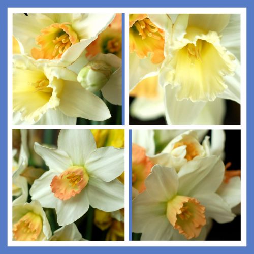 Gėlė,  Daffodil,  Išsamiai,  Iš Arti,  Kvadratas,  Fonas,  Pavasaris,  Narcizai - Išsami Informacija