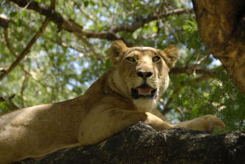 Liūtas,  Tanzanija,  Afrika,  Liūtas,  Poilsio Liūtas