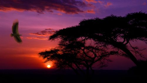 Saulėlydis,  Paukštis,  Afrika,  Saulėlydis Serengetis