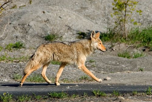 Kojotas,  Penn & Nbsp,  Dixie,  Hamburgas & Nbsp,  Naujas & Nbsp,  York,  Kojoto Vaikščiojimas