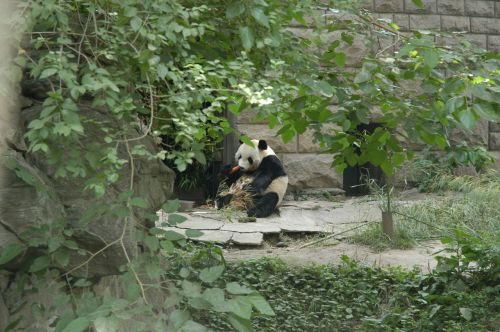 Panda,  Turėti,  Snacking Panda