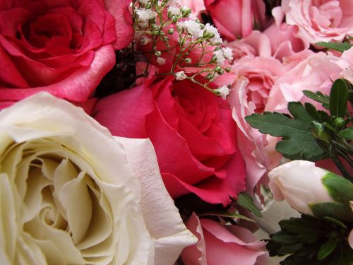 Gėlė,  Puokštė,  Išdėstymas,  Rožė,  Augalas,  Flora,  Rožės
