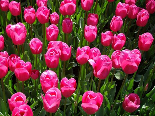 Gėlė,  Flora,  Tulpės,  Rožinis,  Tulpės