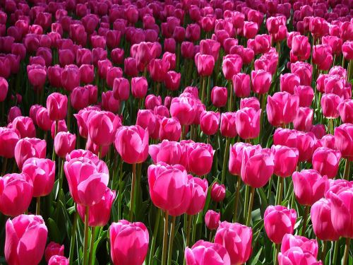 Tulpės,  Gėlė,  Flora,  Kvadratas,  Parkas,  Rožinės Tulpės