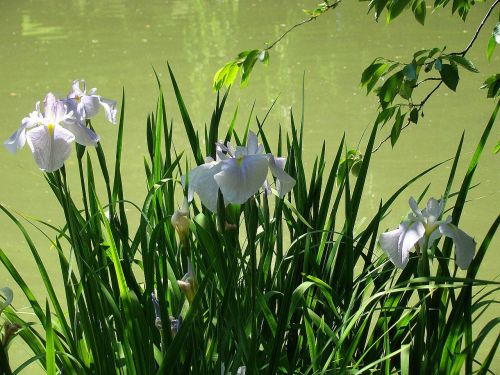 Tvenkinys,  Gėlė,  Lapai,  Iris,  Sodas,  Vanduo,  Gamta,  Japanese Iris