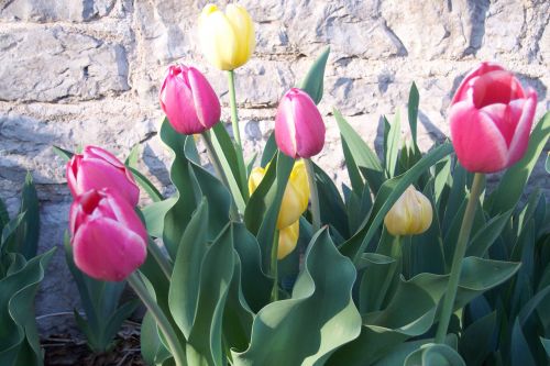 Gėlės,  Pavasaris,  Tulpės,  Pavasario Tulpės