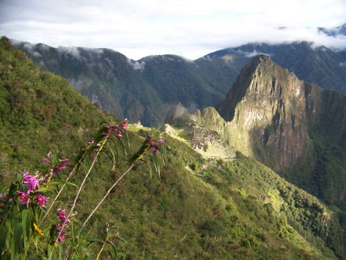 Machu,  Picchu,  Orchidėjos,  Kraštovaizdis,  Laukinės Orchidėjos