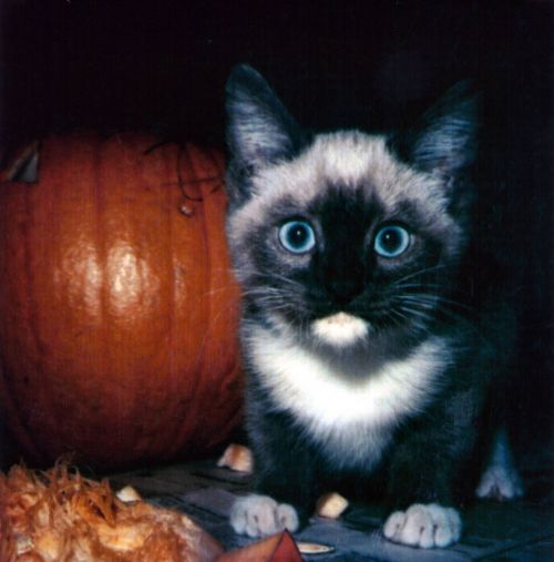 Halloween,  Brangus,  Kačiukas,  Mėlynas,  Eyed,  Halloween Katė