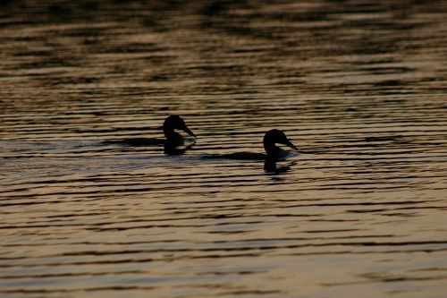 Loons,  Ežeras,  Loons