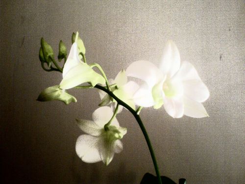 Orchidėja,  Gėlė,  Orchidėja