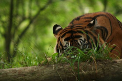Peeking,  Tigras,  Peekingis Tigras