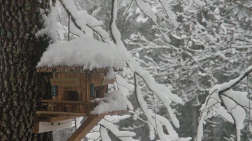Birdhouse,  Sniegas,  Žiema,  Birdhouse Sniegu