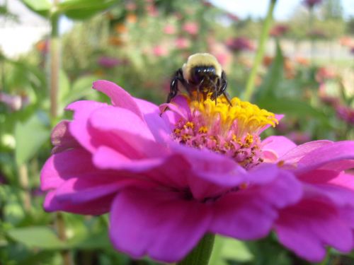 Medus & Nbsp,  Bičių,  Bičių,  Gėlė,  Apdulkinimas,  Medaus Bitė