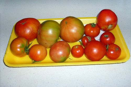 Pomidorai,  Pomidoras,  Dėklas,  Prinokę,  Pomidorai