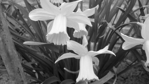 Daffodil,  Gėlė,  Narcizas