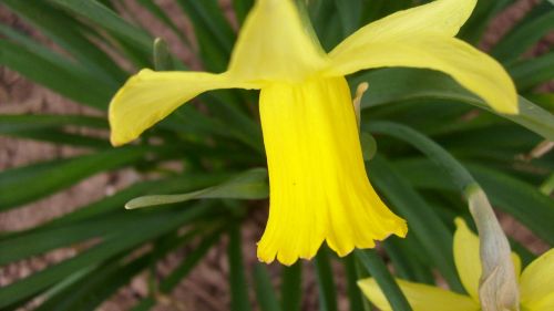 Gėlė,  Daffodil,  Narcizas