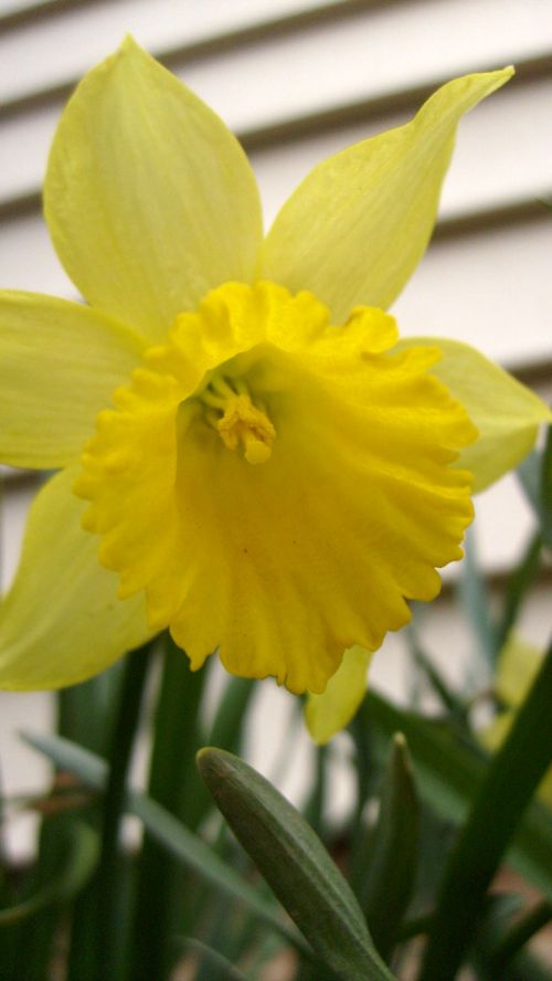 Gėlė,  Daffodil,  Geltona,  Pakabintas Daffodilas