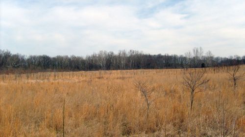 Laukas,  Žolė,  Medžiai,  Laukas