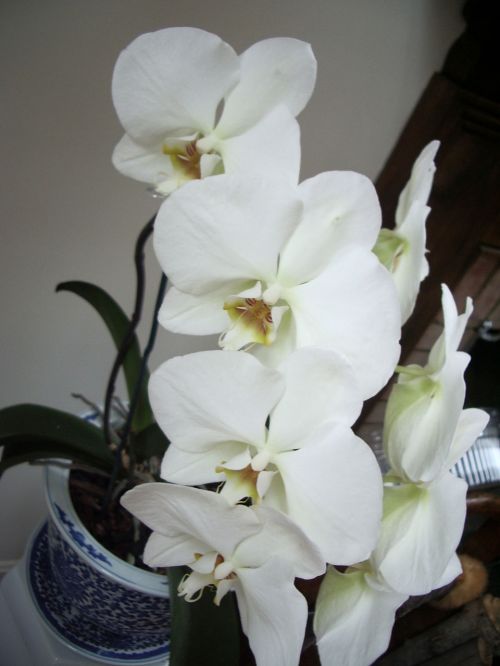 Orchidėja,  Balta,  Gėlė,  Baltos Orchidėjos
