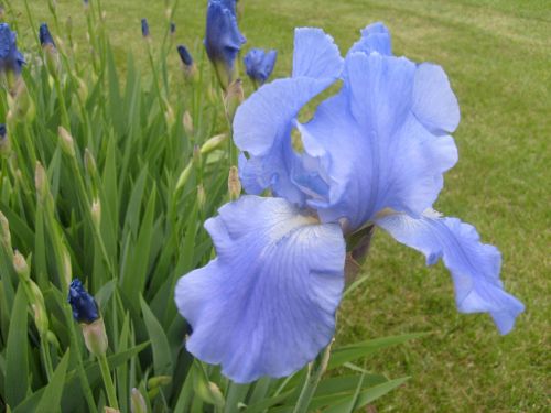 Iris,  Gėlė,  Mėlynas,  Šviesiai Mėlynos Iris
