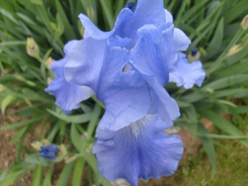 Iris,  Gėlė,  Mėlynas,  Šviesiai Mėlynos Iris