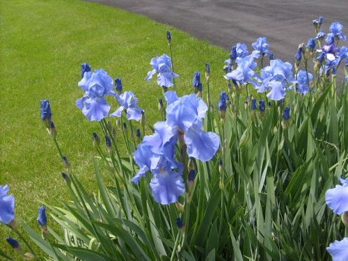 Iris,  Gėlė,  Mėlynas,  Stiebai,  Iris Patch