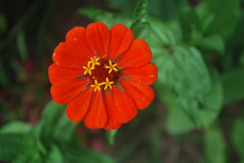 Gėlė,  Zinnia,  Raudona,  Šviesus,  Žiedlapiai,  Makro,  Raudona Zinnia