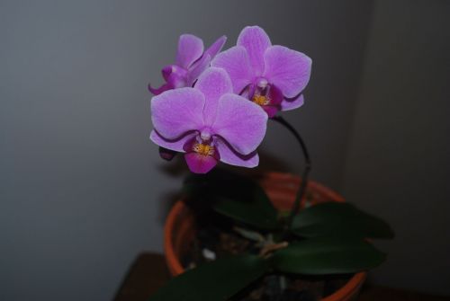 Orchidėja,  Gėlė,  Žydėti,  Žydi,  Violetinė Orchidėja