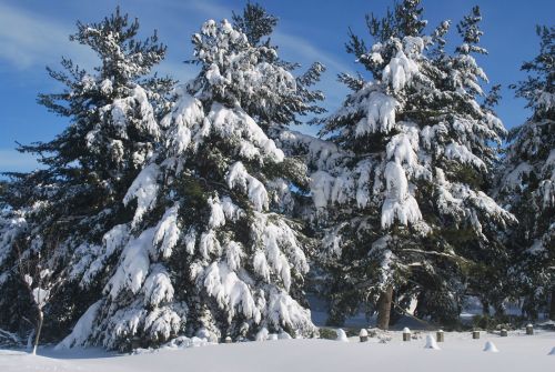 Sniegas,  Sunkus,  Evergreens,  Medžiai,  Žiema,  Padengtas,  Sniegas Visada Auga