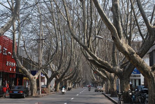 Medis,  Medžiai,  Kelias,  Zhengzhou,  Gatvė,  Medis Išklotas Kelias