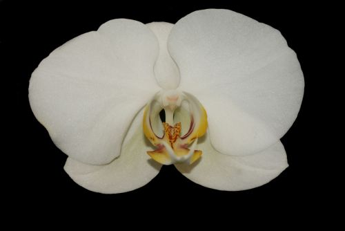 Orchidėja,  Gėlė,  Juoda,  Balta,  Augalas,  Gamta,  Orchidėja Ant Juodos Spalvos